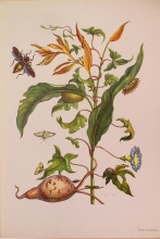 Lotto insetti - 02/16